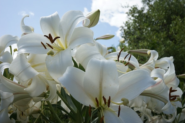 Strzał zbliżenie białych lilii w ogrodzie pod błękitnym niebem
