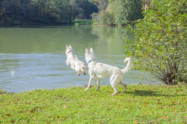 Strzał zbliżenie białych psów bawiących się w parku w pobliżu jeziora