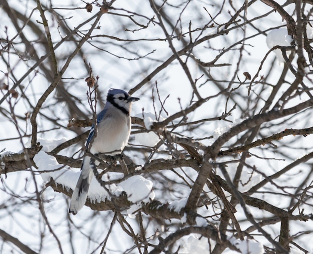 Strzał zbliżenie Blue jay na zaśnieżonej gałęzi zimą