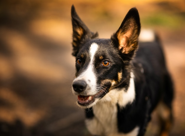 Bezpłatne zdjęcie strzał zbliżenie border collie