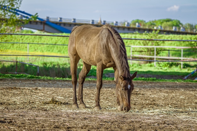 Strzał zbliżenie brązowy koń jedzenia trawy z zielenią