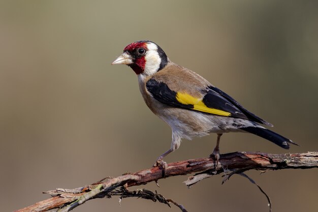 Strzał zbliżenie Carduelis siedzący na gałęzi drzewa