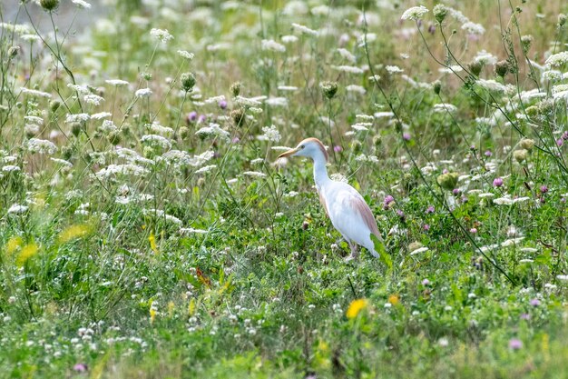 Strzał zbliżenie Cattle Egret