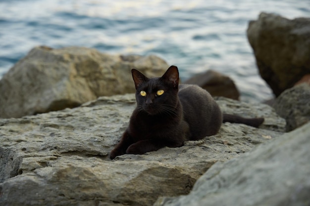 Bezpłatne zdjęcie strzał zbliżenie czarnego kota na kamienistej plaży