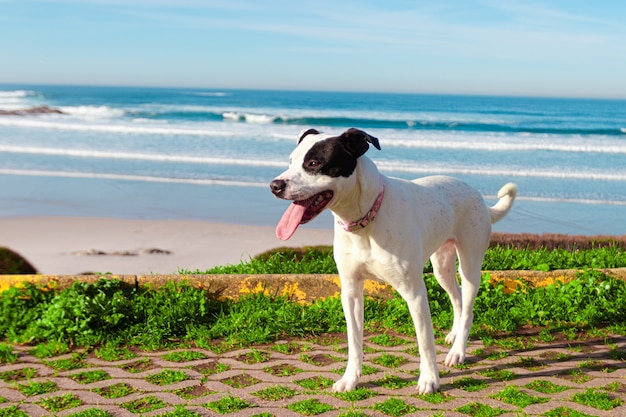 Strzał Zbliżenie Czarno-biały Russell Terrier Na Plaży