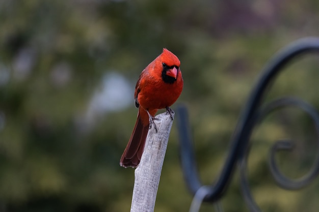 Strzał zbliżenie czerwony kardynał ptaka spoczywającej na gałązce