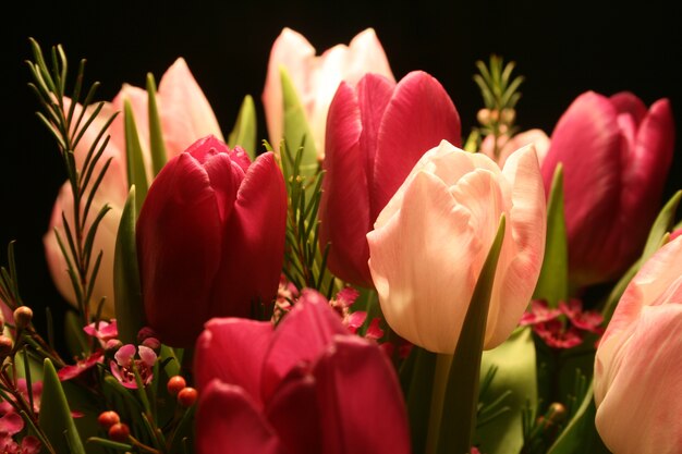 Strzał zbliżenie czerwonych i różowych tulipanów