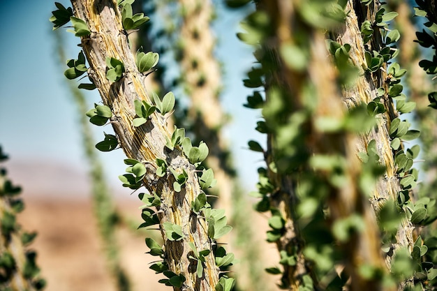 Strzał zbliżenie drzewa Ocotillo w Parku Narodowym Joshua Tree, Kalifornia, USA