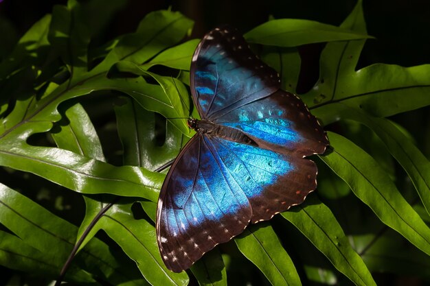 Strzał zbliżenie dużego motyla Peleides blue morpho z pięknymi niebieskimi skrzydłami na świeżym liściu