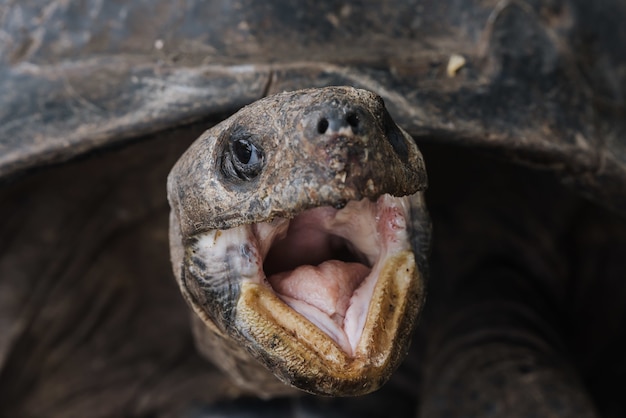 Strzał zbliżenie dużego żółwia lądowego z otwartymi ustami