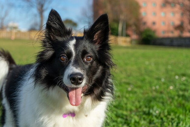 Strzał zbliżenie dysząc Border Collie stojącego na polu