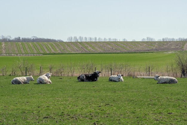 Strzał zbliżenie fice krów odpoczynku w zielonym polu z polami i drzewami