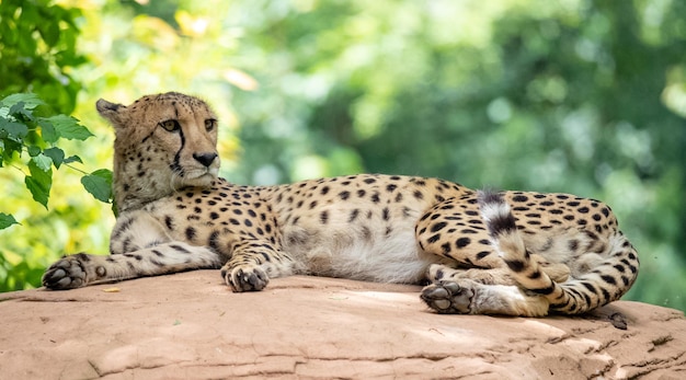 Bezpłatne zdjęcie strzał zbliżenie gepard leżący na kamieniu w przyrodzie