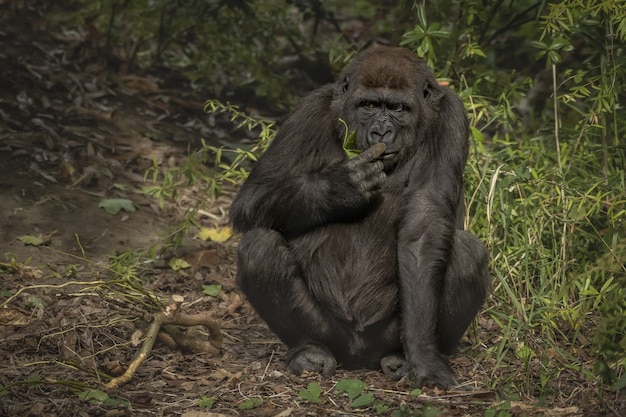 Bezpłatne zdjęcie strzał zbliżenie goryla wącha palec siedząc z niewyraźne tło