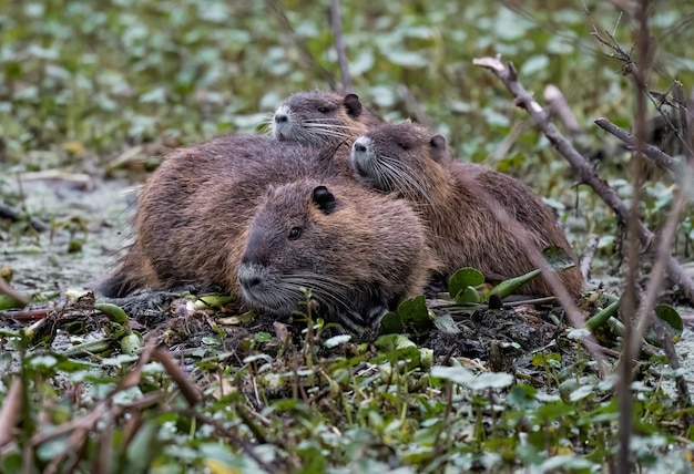 Bezpłatne zdjęcie strzał zbliżenie grupy cute nutrii leżących na ziemi