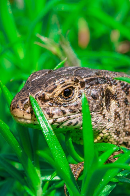 Bezpłatne zdjęcie strzał zbliżenie jaszczurka zwinka (lacerta agilis) przeszukiwania na trawie