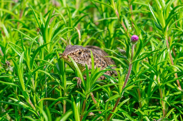 Bezpłatne zdjęcie strzał zbliżenie jaszczurka zwinka (lacerta agilis) przeszukiwania na trawie