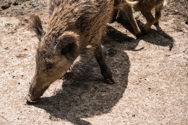 Strzał zbliżenie karmienia dzików na ziemi w zoo w słoneczny dzień