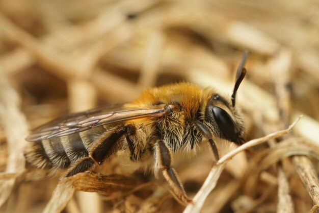 Strzał zbliżenie kobiety pszczół górniczych Heather na ziemi