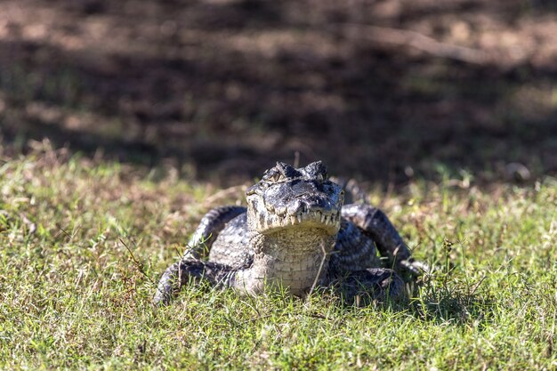 Strzał zbliżenie krokodyla w zielonym polu trawiastym