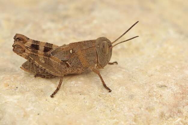 Strzał zbliżenie krótkorogaty konik polny, calliptamus barbarus, w Gard, Francja