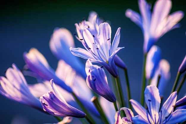 Strzał zbliżenie kwiatów agapanthus na niewyraźne tło