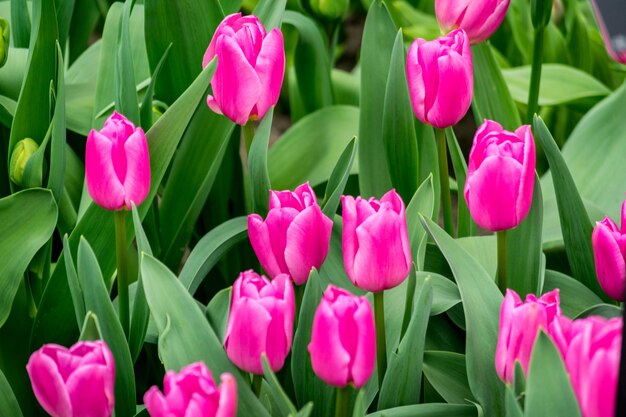 Strzał zbliżenie kwiatów tulipanów na polu w słoneczny dzień - idealne dla tła