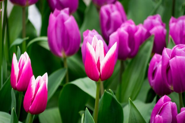 Strzał zbliżenie kwiatów tulipanów różowy i fioletowy w polu w słoneczny dzień