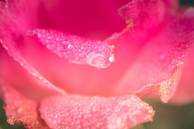 Strzał zbliżenie kwiatu różowego płatka pokrytego kroplami rosy - idealny obraz tapety