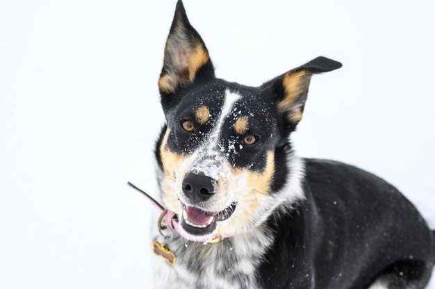 Strzał Zbliżenie ładny Australijski Pies Pasterski Siedzi Na śniegu Premium Zdjęcia