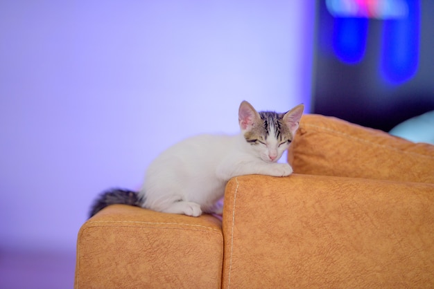 Bezpłatne zdjęcie strzał zbliżenie ładny kotek leżący na pomarańczowej kanapie
