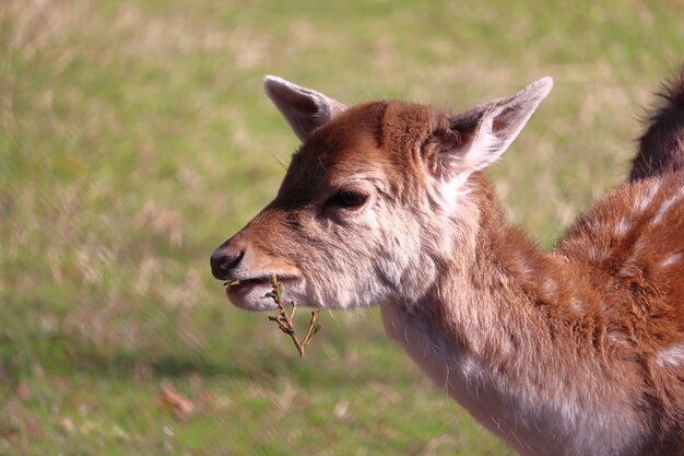 Strzał zbliżenie ładny młody jelenia jedzenie w przyrodzie