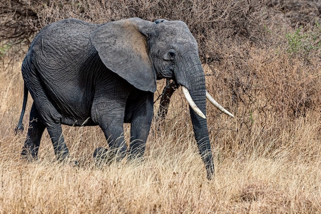 Bezpłatne zdjęcie strzał zbliżenie ładny słonia chodzenia po suchej trawie na pustyni