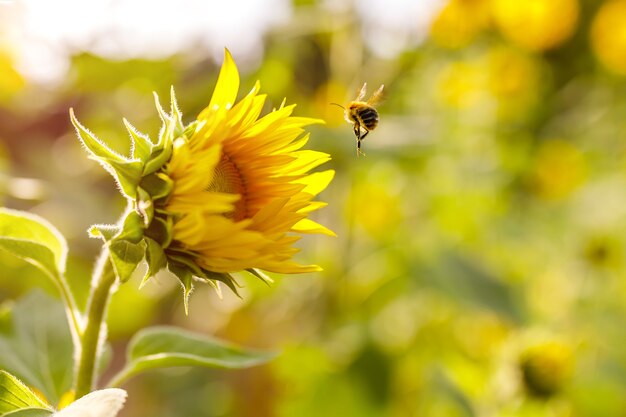 Strzał zbliżenie lądowania pszczół na pięknym słoneczniku