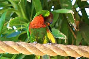 Bezpłatne zdjęcie strzał zbliżenie lorikeet czerwony kołnierz stojący na linie otoczony zielenią w słońcu