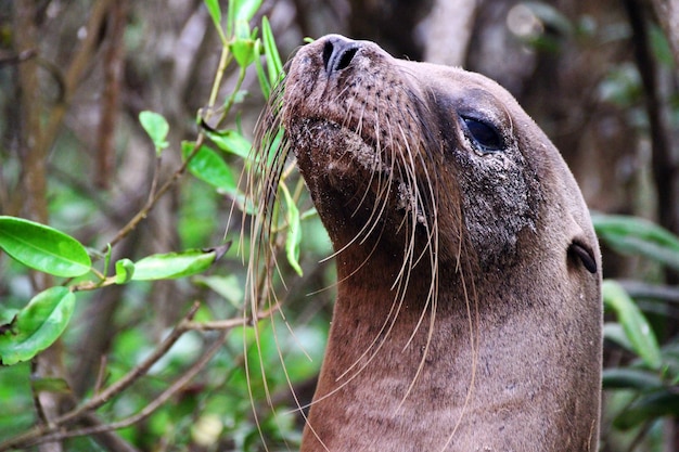 Strzał Zbliżenie Lwa Morskiego W Wyspy Galapagos