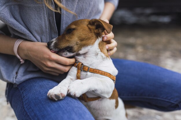 Strzał zbliżenie małego Jack Russell Terrier lizanie ręki osoby w słońcu