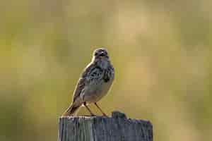 Bezpłatne zdjęcie strzał zbliżenie małego ptaka siedzącego na kawałku suchego drewna za zielonym