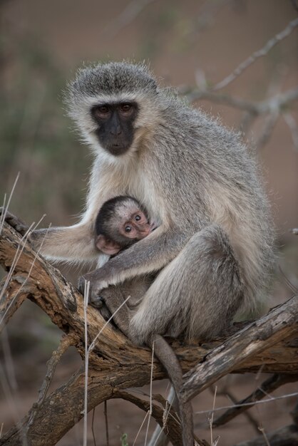 Strzał zbliżenie małpa blackface przytulanie jej dziecko
