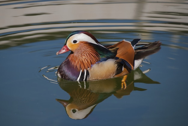 Bezpłatne zdjęcie strzał zbliżenie mandarin duck na wodzie