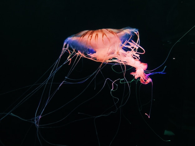 Bezpłatne zdjęcie strzał zbliżenie meduzy pływania w morzu