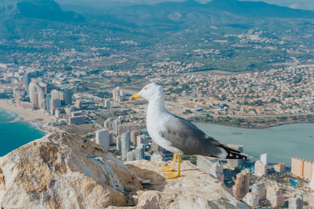 Strzał zbliżenie mewa na szczycie skały z widokiem na miasto na wyspie Calpe, Hiszpania