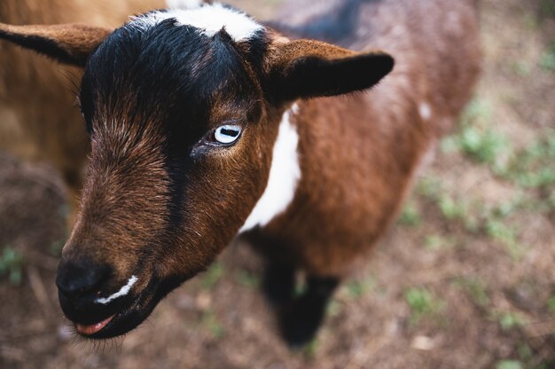 Strzał zbliżenie młodego kozy w Kalifornii ranczo