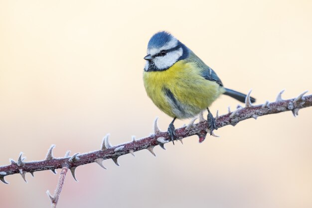 Strzał zbliżenie Modraszka Cyanistes caeruleus siedzący na gałęzi