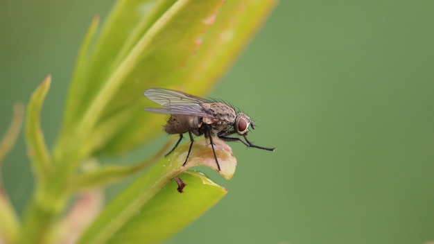 Strzał zbliżenie mucha owadów spoczywa na liściu z niewyraźną przestrzenią