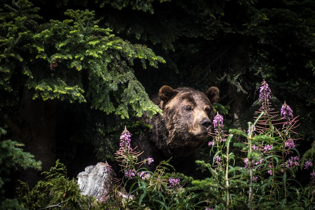 Strzał zbliżenie niedźwiedzia grizzly stojącego wśród drzew na Grouse Mountain w Vancouver, Kanada