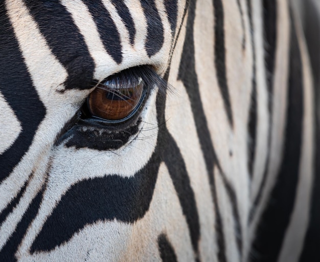 Bezpłatne zdjęcie strzał zbliżenie oczu zebry w świetle słonecznym w ciągu dnia