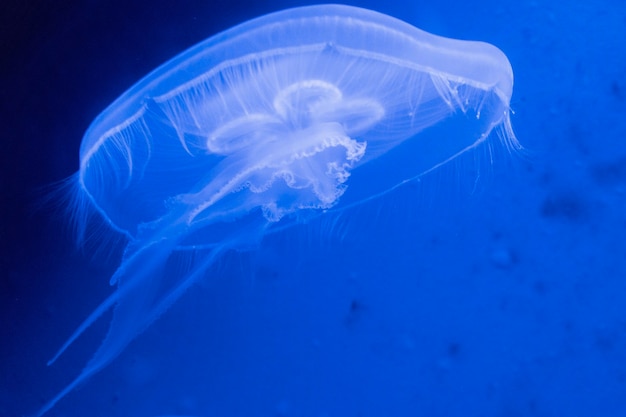 Strzał zbliżenie ogromnej meduzy w oceanie