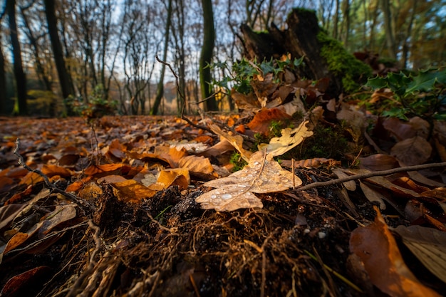 Bezpłatne zdjęcie strzał zbliżenie opadłych liści dębu na dnie lasu jesienią