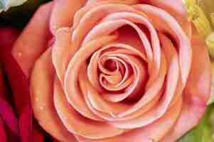 Bezpłatne zdjęcie strzał zbliżenie piękna różowa róża na niewyraźne tło
